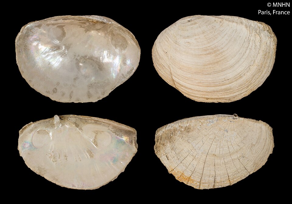 Pandora braziliensis