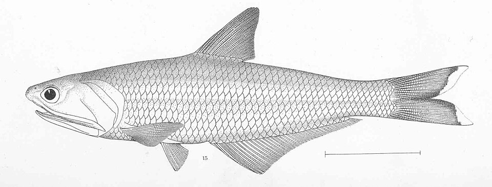 Anchoa naranja, Anchoa spinifer
