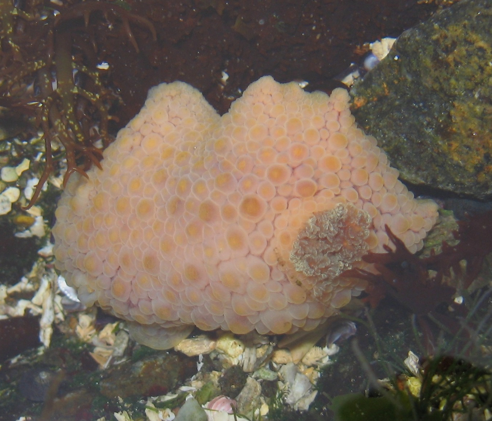 Doris fontainii