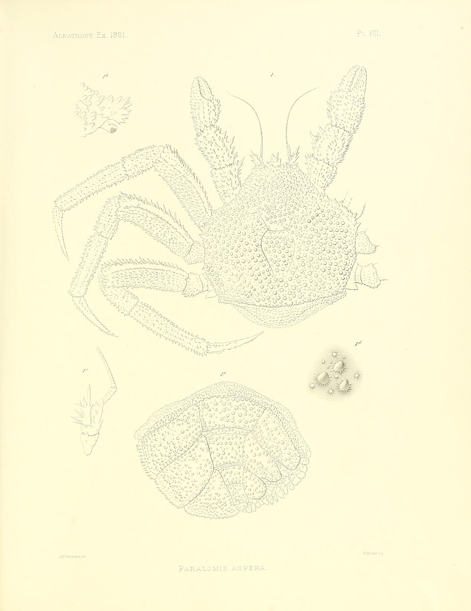 Paralomis aspera