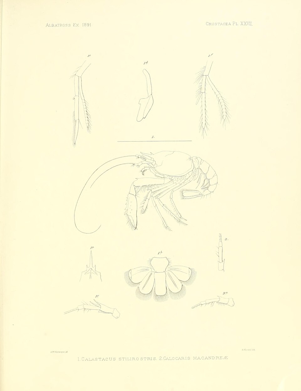 Calastacus stilirostris