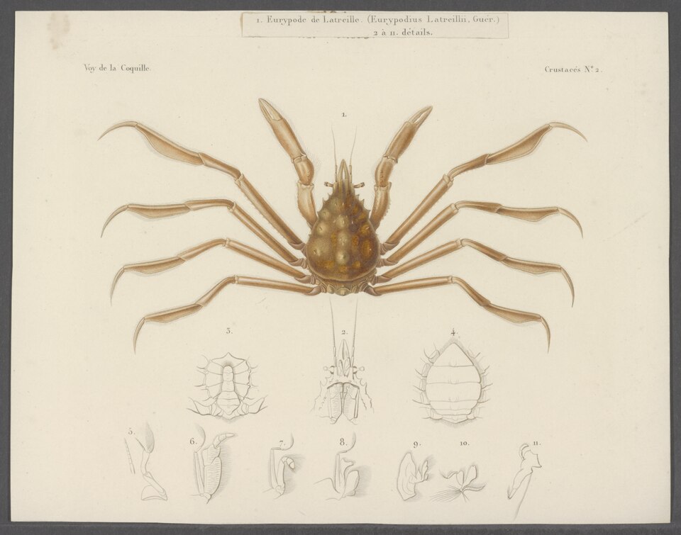 Cangrejo, Eurypodius latreillii