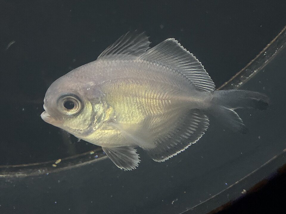 Psenes arafurensis