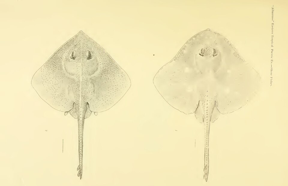 Bathyraja aguja