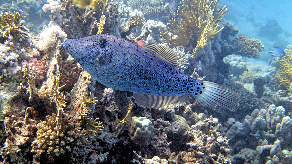 Lija trompa, Aluterus scriptus