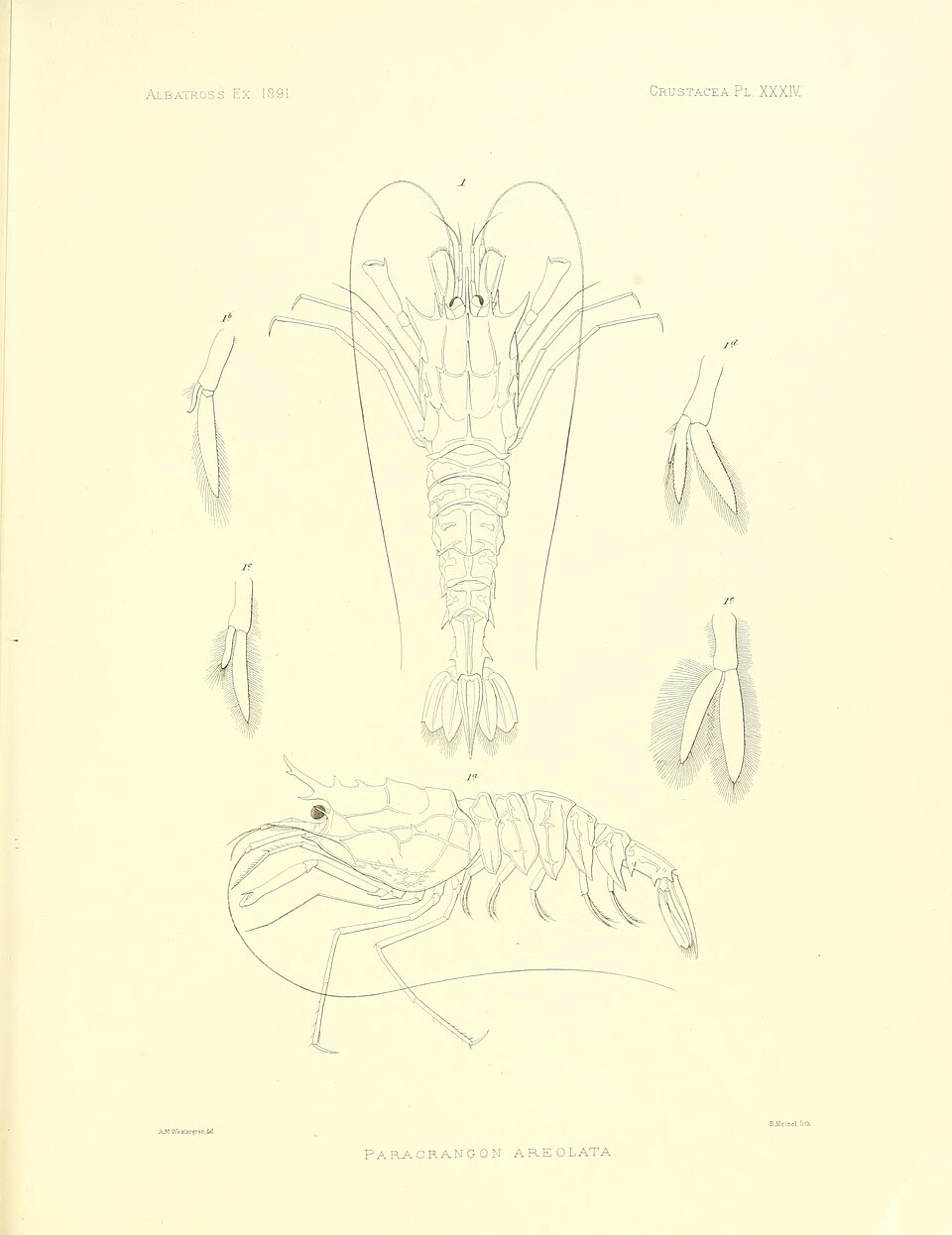 Paracrangon areolata