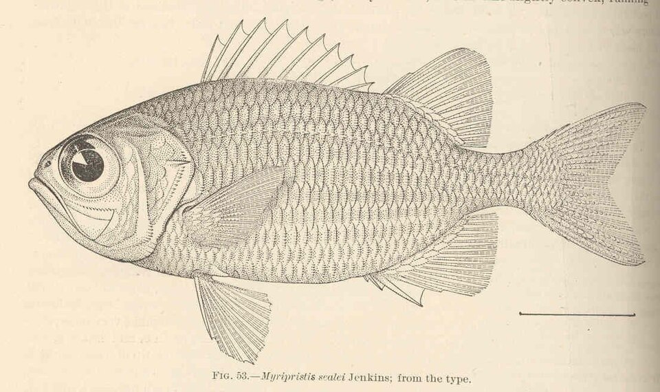 Soldado panámico, Myripristis leiognathus