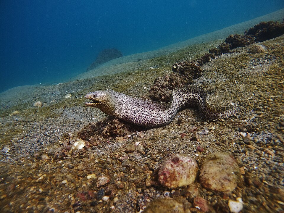 Morena, Muraena lentiginosa