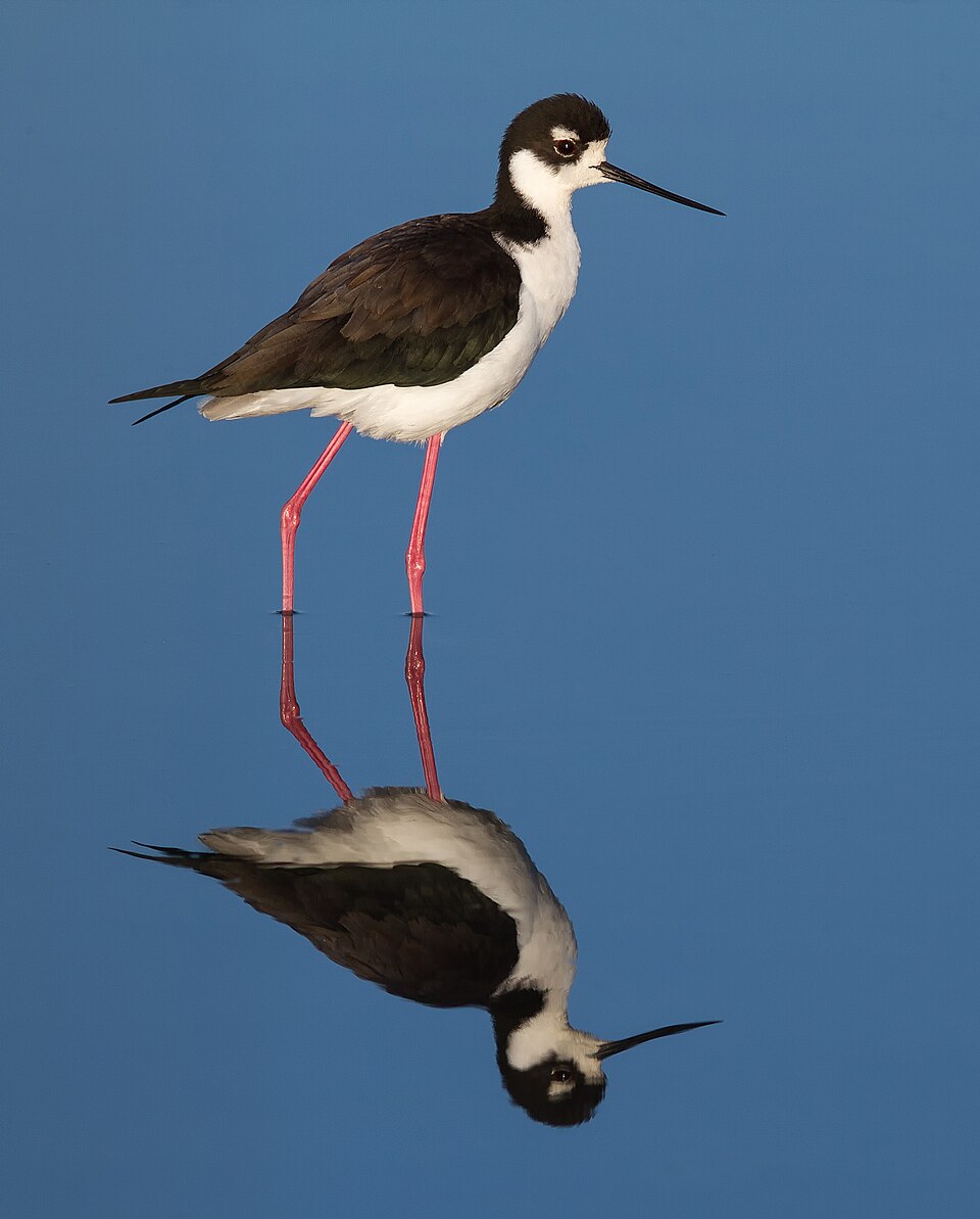 Tero real, Himantopus mexicanus