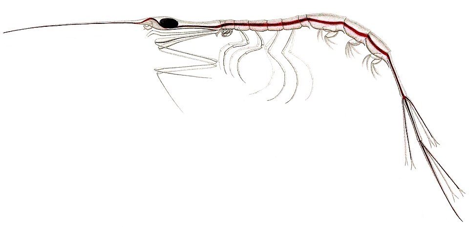 Rhabdosoma armatum