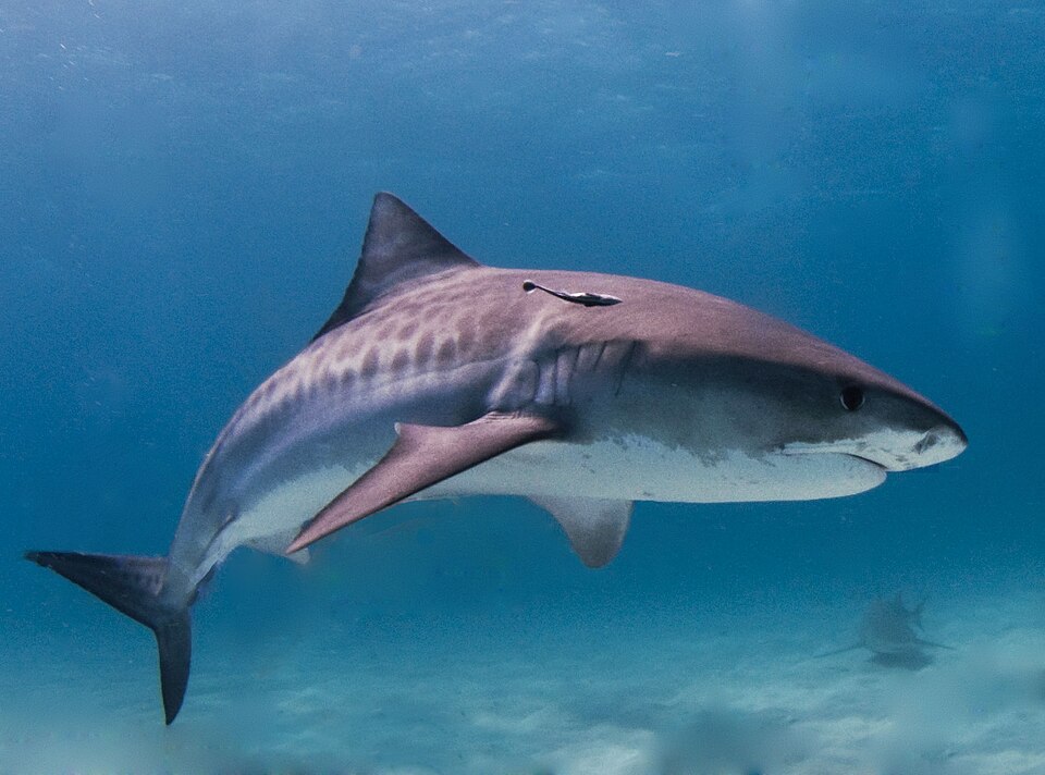 Tiburón tigre, Galeocerdo cuvier