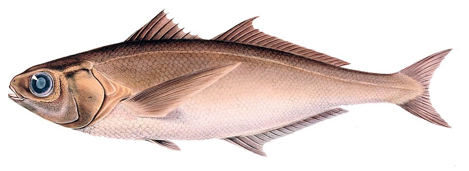Cubiceps capensis
