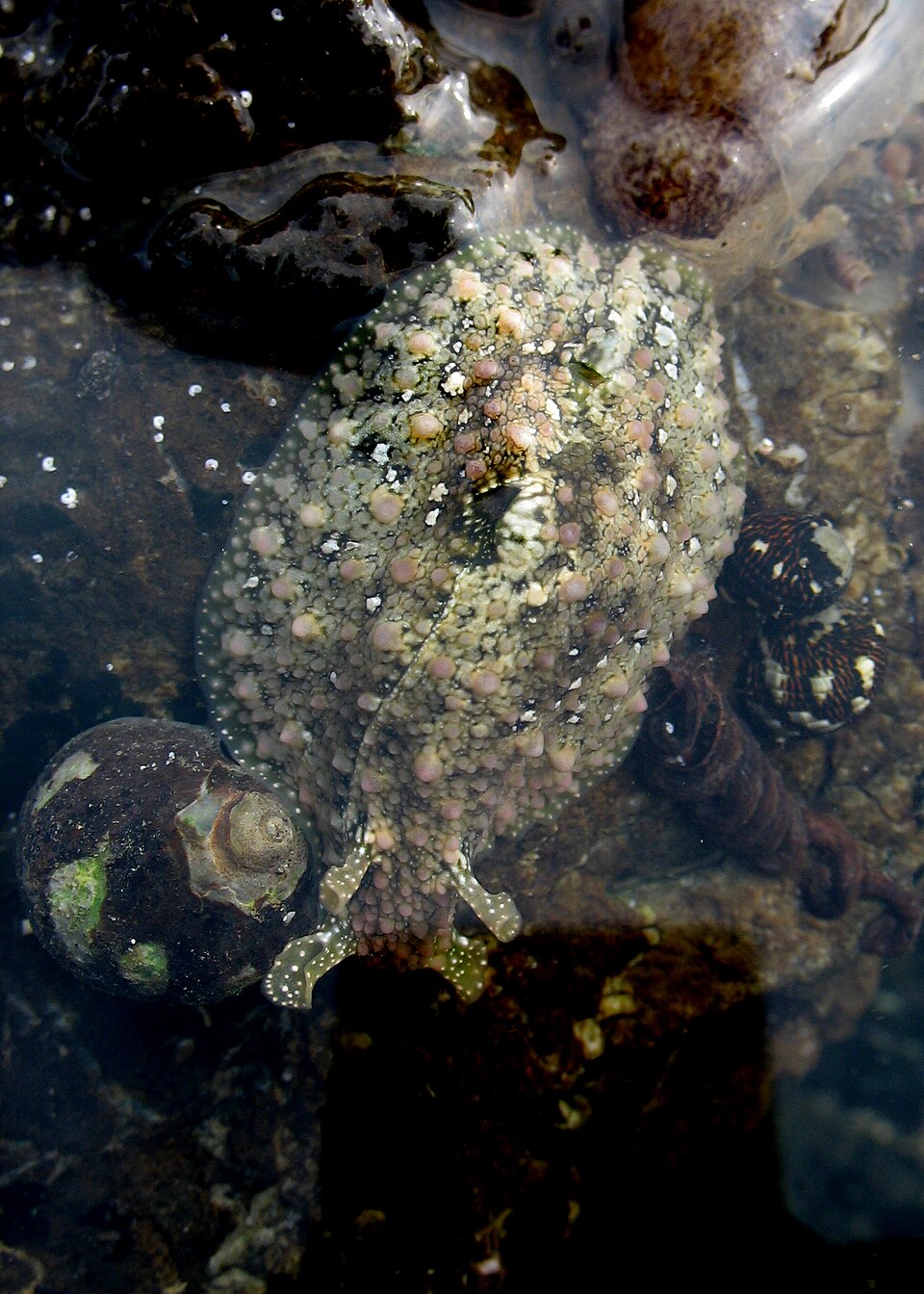 Dolabrifera nicaraguana