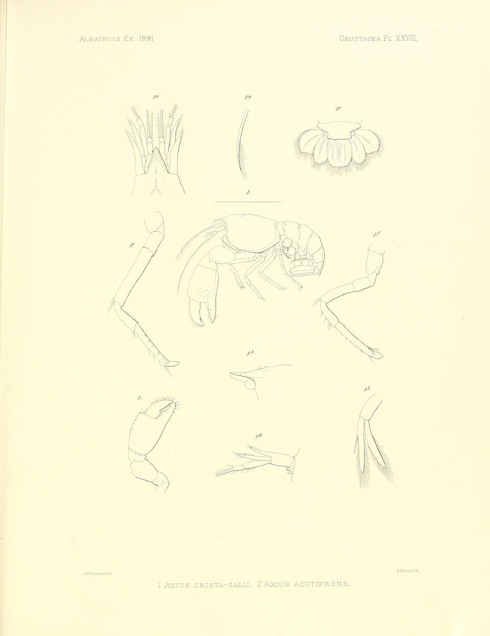 Eiconaxius cristagalli