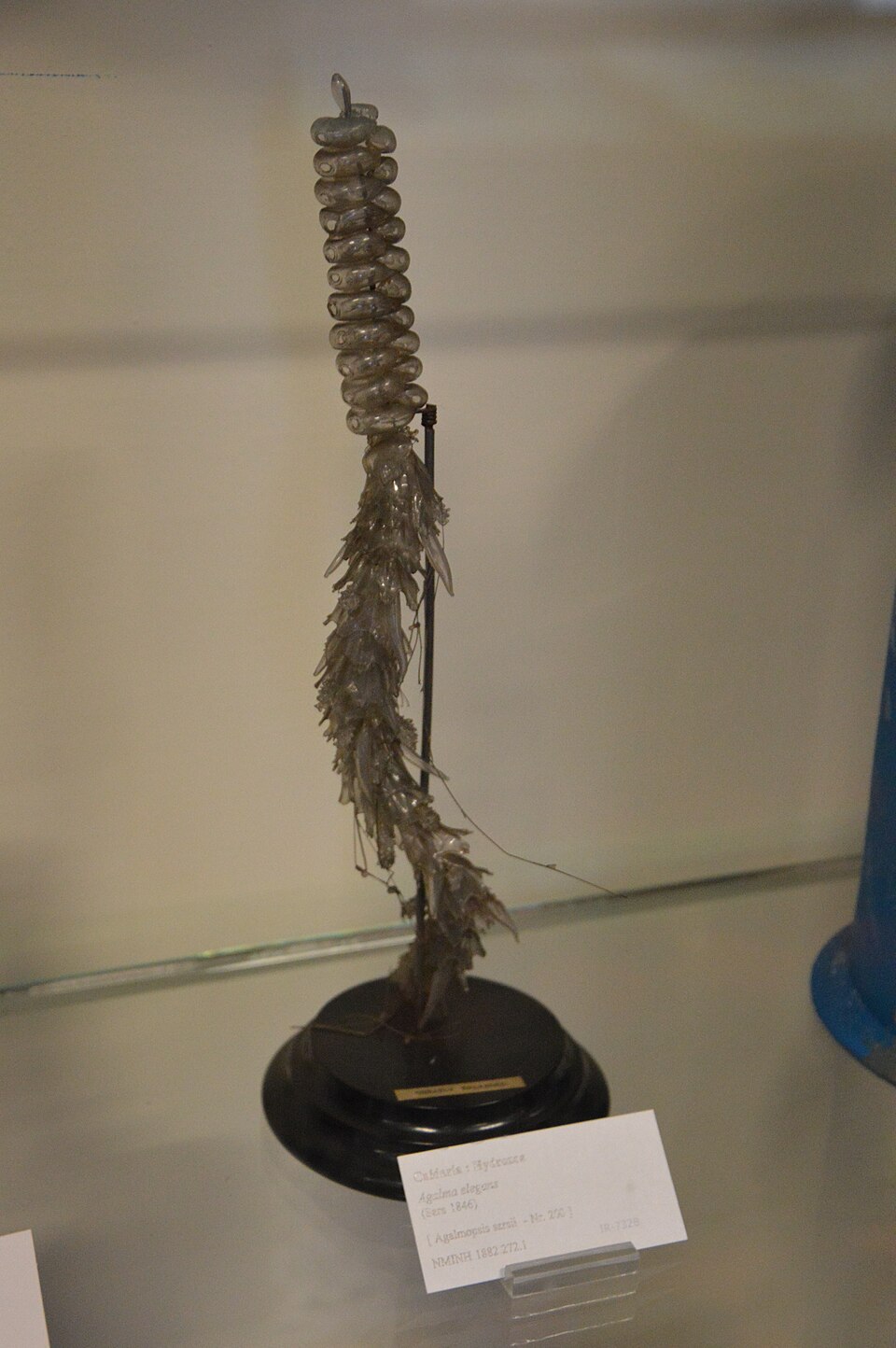 Agalma elegans