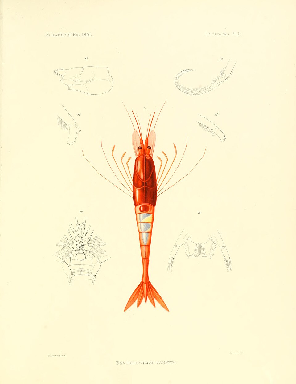 Benthoecetes tanneri