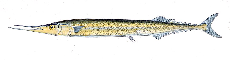 Paparda, Scomberesox saurus