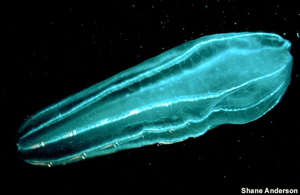 Beroe cucumis