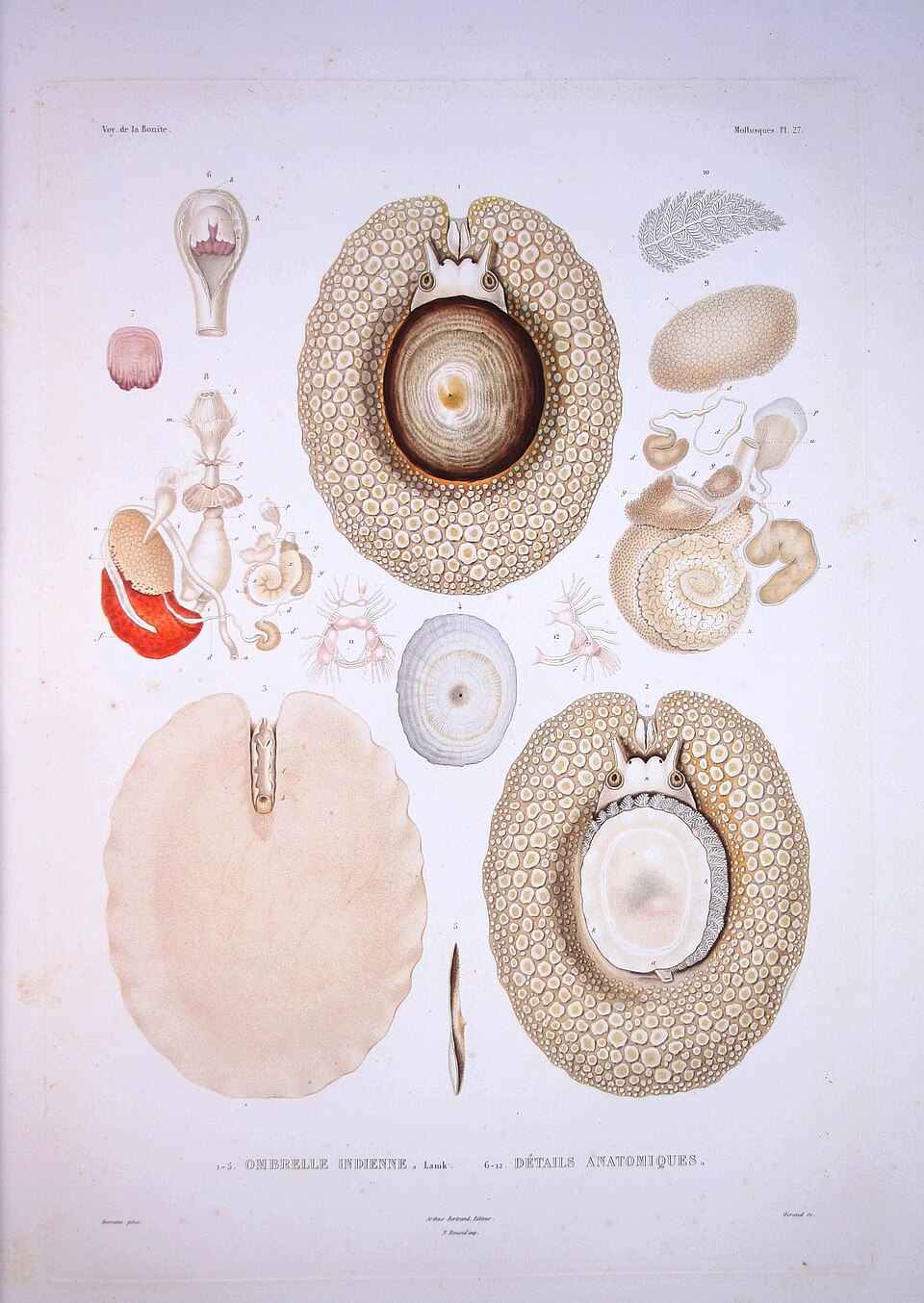Canópeo, Umbraculum umbraculum