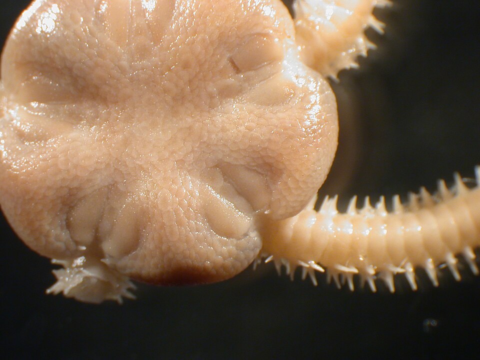 Hemipholis gracilis