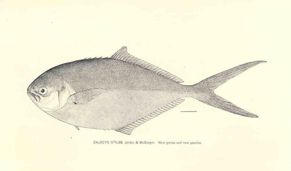 Pámpano acerado, Trachinotus stilbe