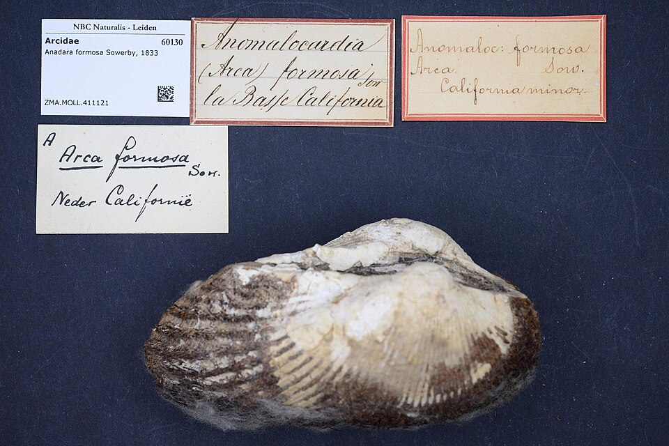 Anadara formosa