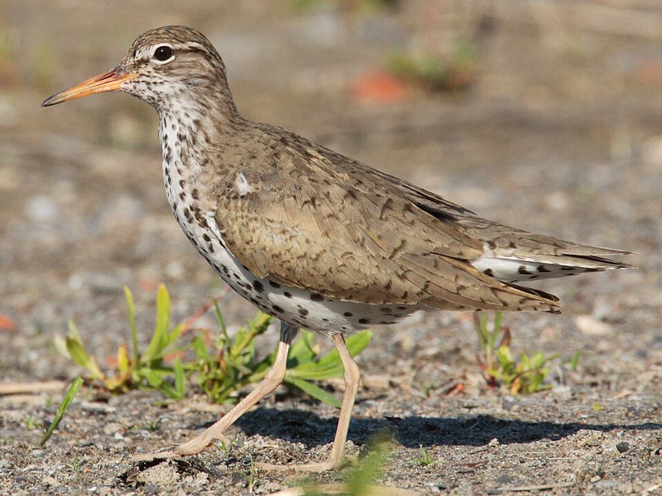 Playero coleador, Actitis macularius