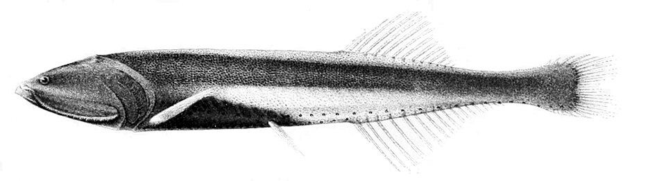 Pez Luminoso Bicolor, Cyclothone pallida