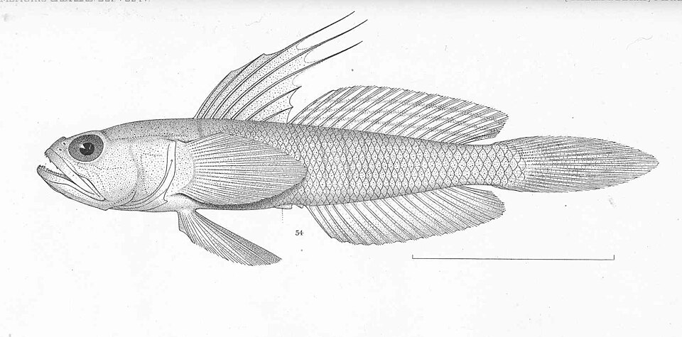 Gobio de Miraflores, Microgobius miraflorensis