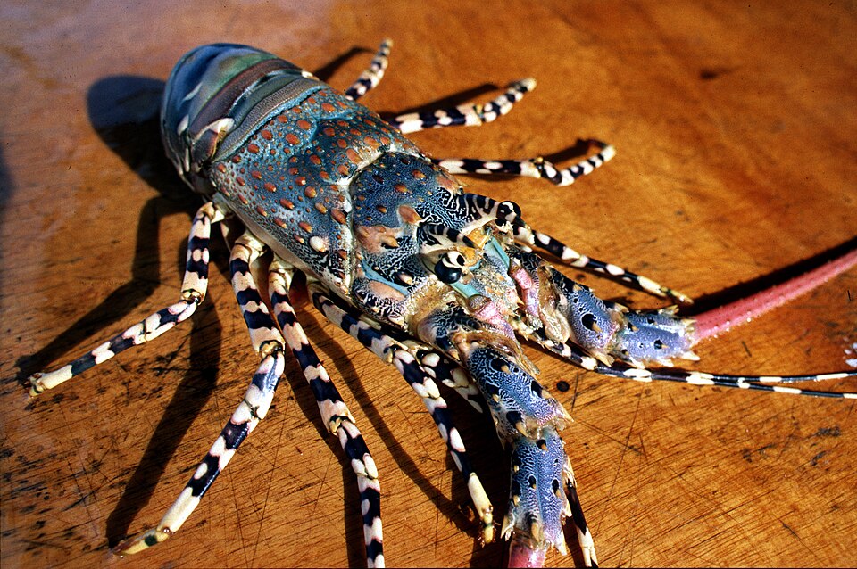 Langosta ornamentada, Panulirus ornatus