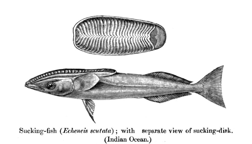 Rémora de ballena, Remora australis