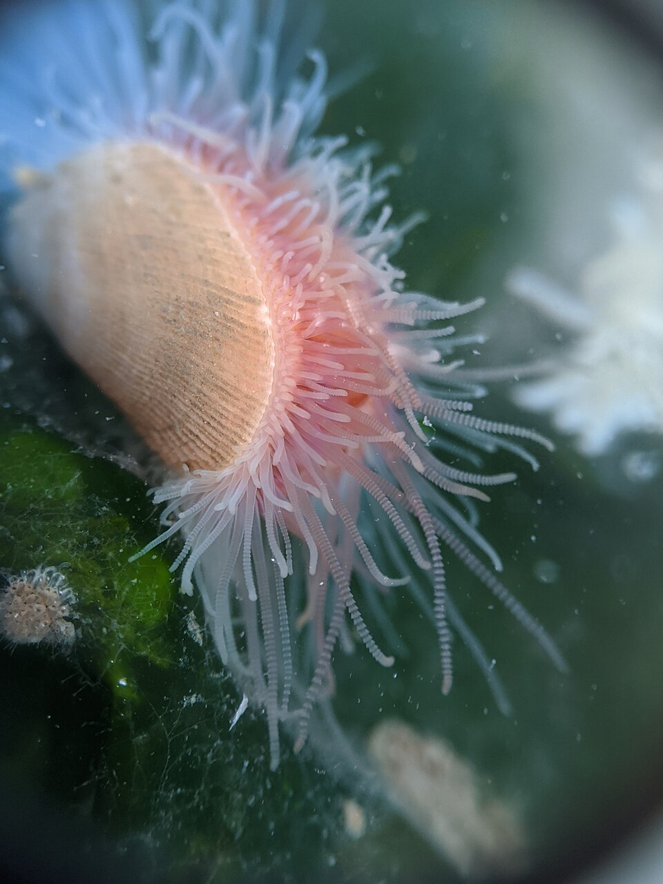 Limaria hemphilli
