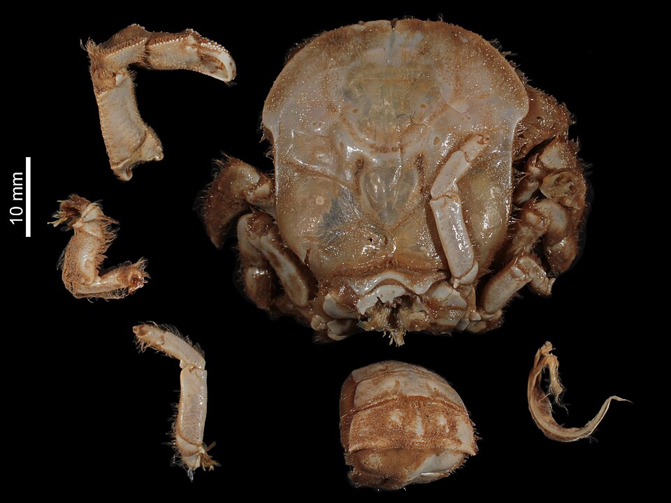 Hypoconcha panamensis