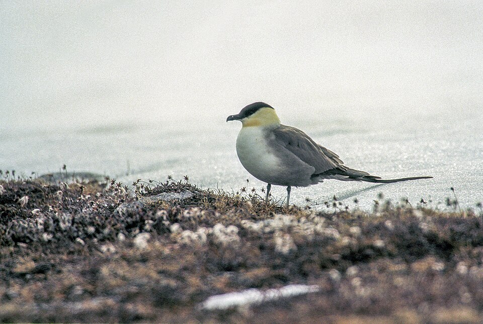 Págalo rabero, Stercorarius longicaudus