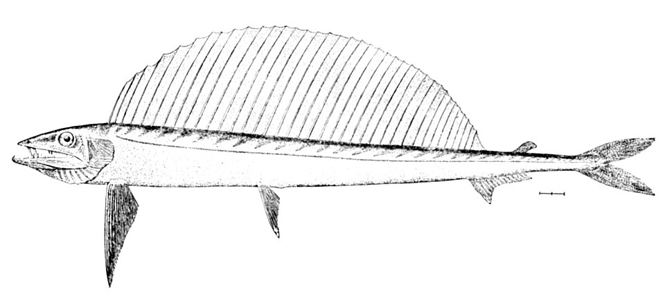 Alepisaurus brevirostris