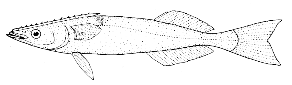 Rémora de merlín, Remora brachyptera