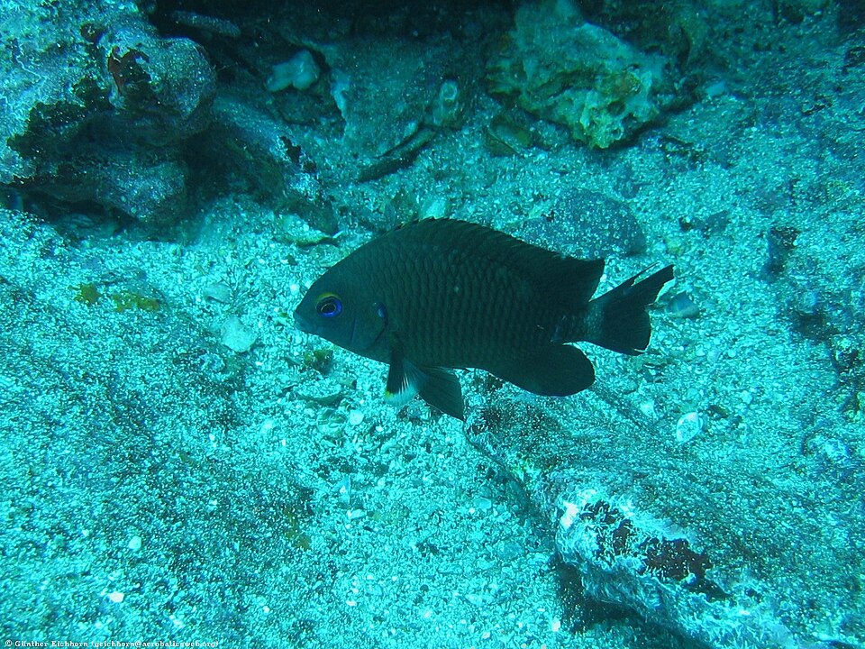 Jaqueta rabo blanco, Stegastes beebei