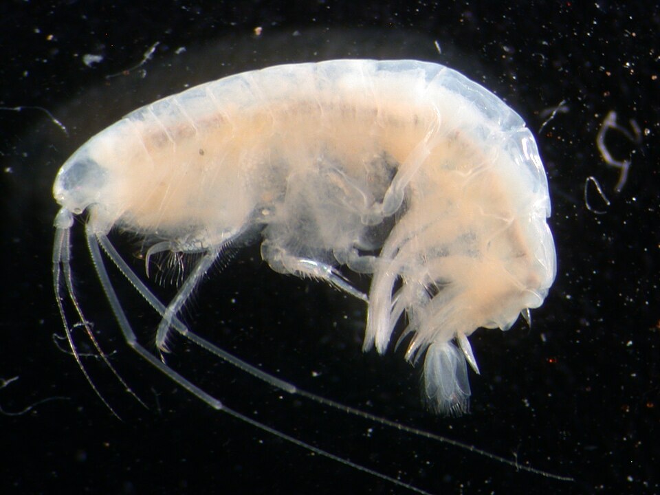 Ampelisca cristata