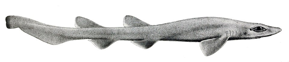 Peje gato, Bythaelurus canescens