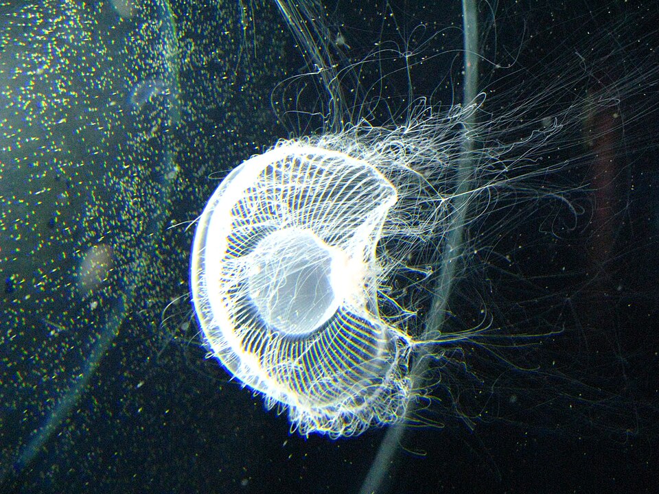 Aequorea coerulescens