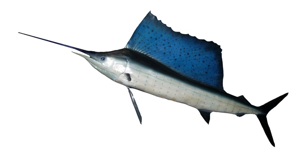 Pez vela, Istiophorus platypterus