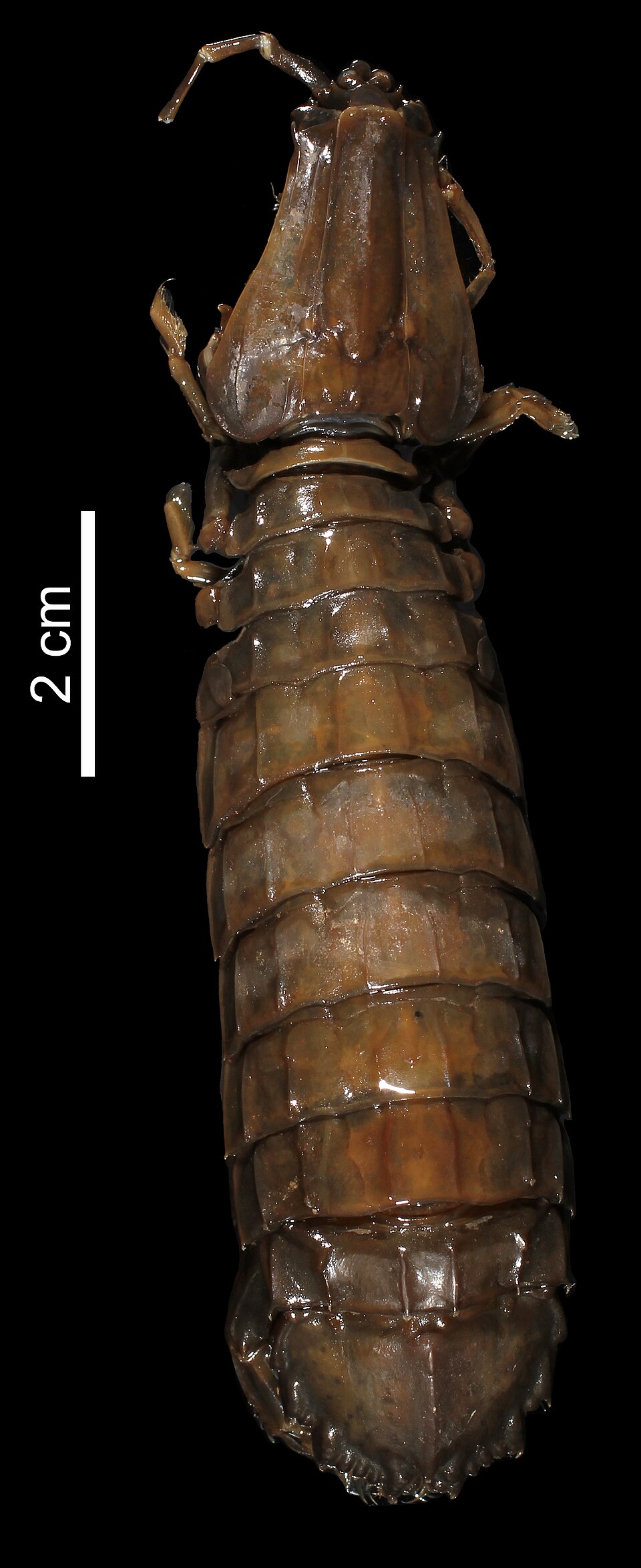 Cloridopsis dubia