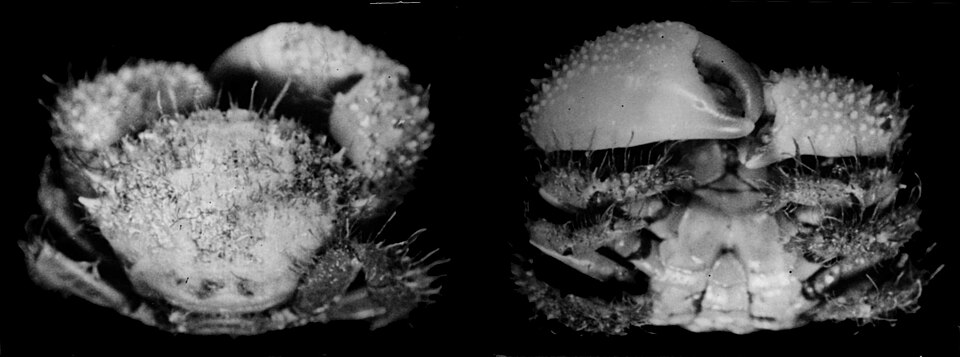Pilumnus koepckei
