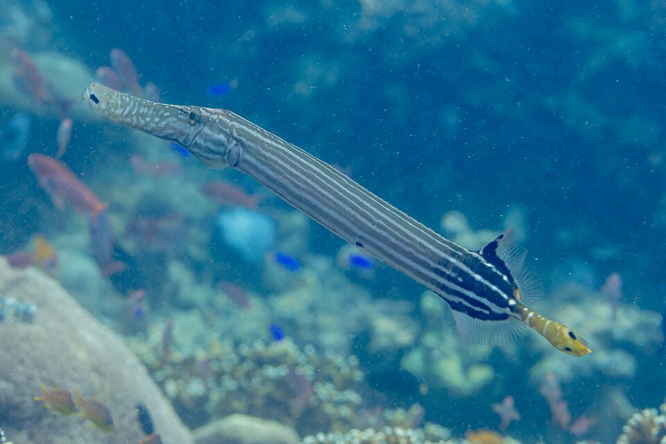 Trompeta china, Aulostomus chinensis