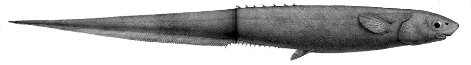 Halosaurus radiatus