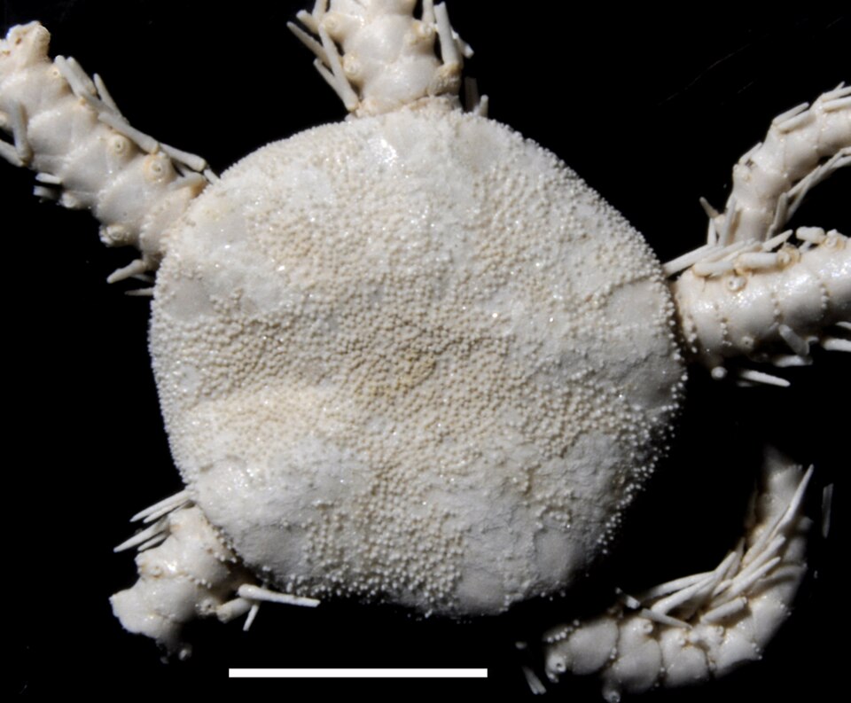 Ophiophthalmus normani