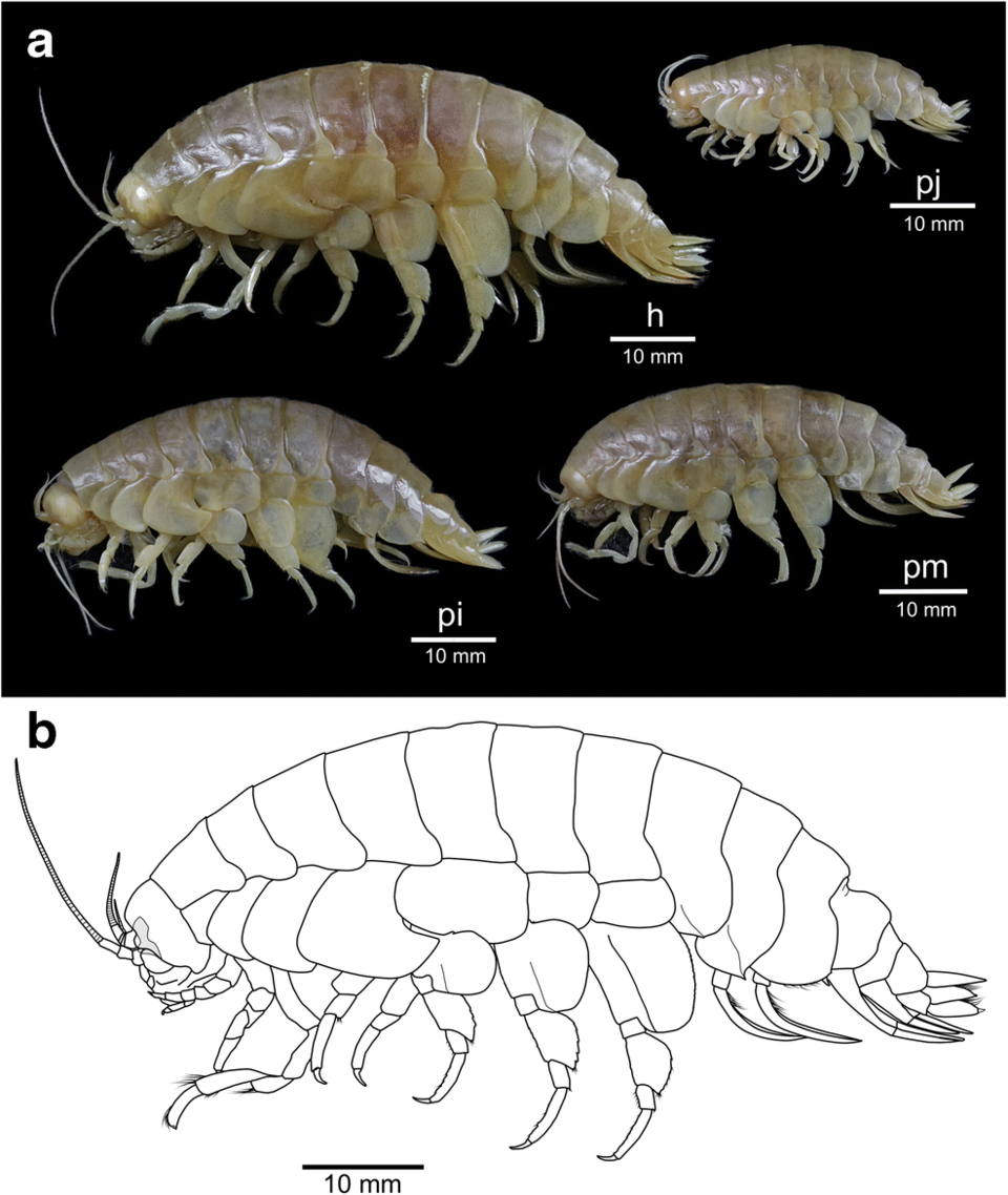 Eurythenes atacamensis