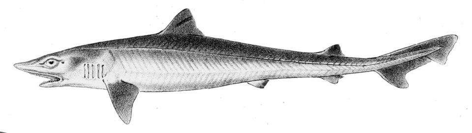 Tollo cazón, Galeorhinus galeus