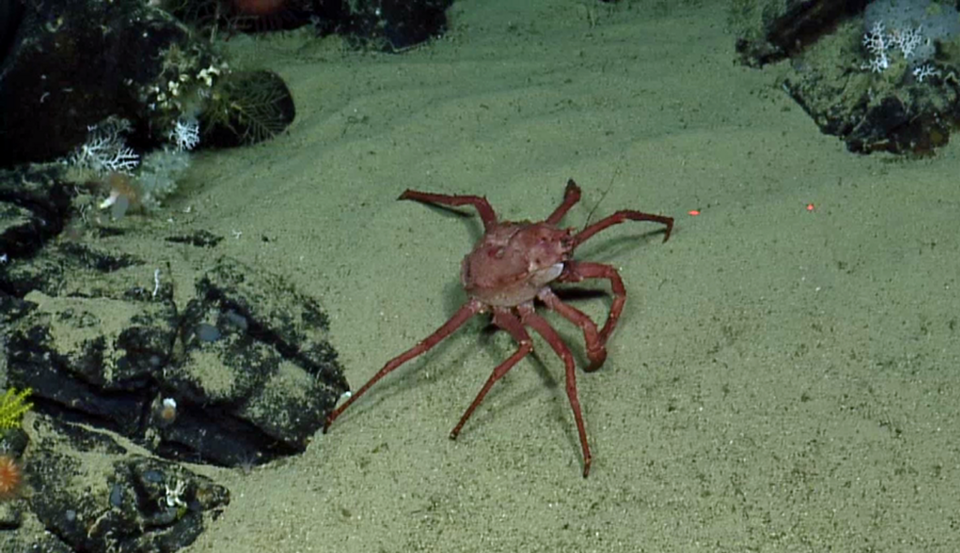 Lithodes panamensis