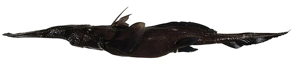 Rhinochimaera africana
